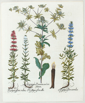 Besler, Eryngium Pannonicum / 2 Bll.