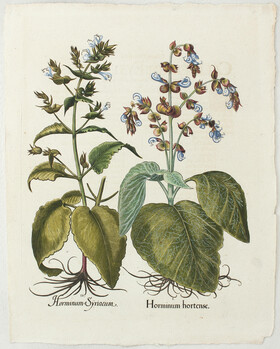 Besler, Horminum hortense / 2 Bll.