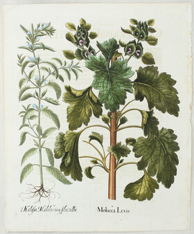 Besler, Molucca Levis / 2 Bll.