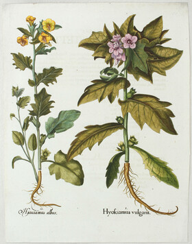 Besler, Hyosciamus / 2 Bll.