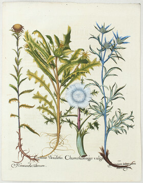 Besler, Chamaeleon niger / 2 Bll.