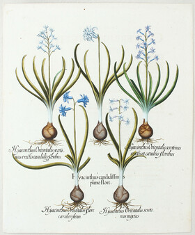 Besler, Hyacinthus candidissimus pleno flore