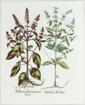 Besler, Basilicum Indicum / 2 Bll.