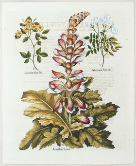 Besler, Iasminum flor. alb.