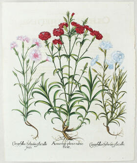 Besler, Armerius pleno rubro flore