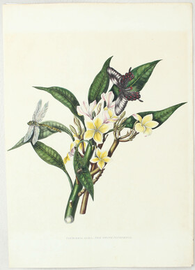 Blumen. 3 Bll. (Cookson) / 11 Bll.