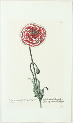 Blumen. 6 Bll. (Knorr) / 17 Bll.