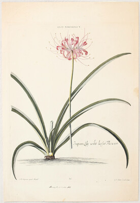 Blumen. 7 Bll. (Trew). / 13 Bll.