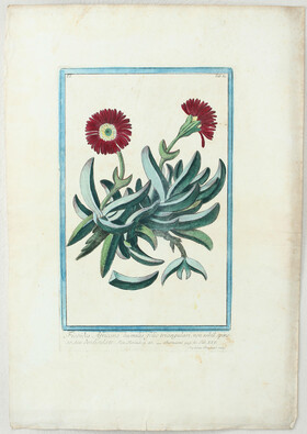 Blumen und Pflanzen. 5 Bll. (Bonelli) / 14 Bll.