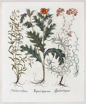 Besler, B. Papaver spinosum / 2 Bll.