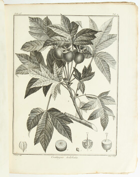 Labillardière, Icones Plantarum Syriae Rariorum