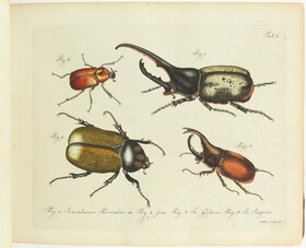 (Jablonsky, Natursystem aller Insecten.) Nur Tl. 1/Tafeln