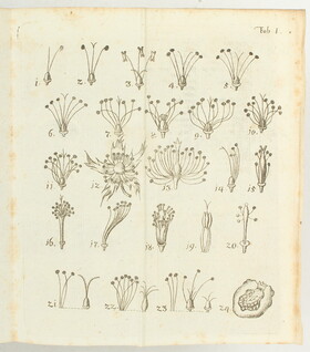 Braune, Salzburgische Flora. 3 Bde.