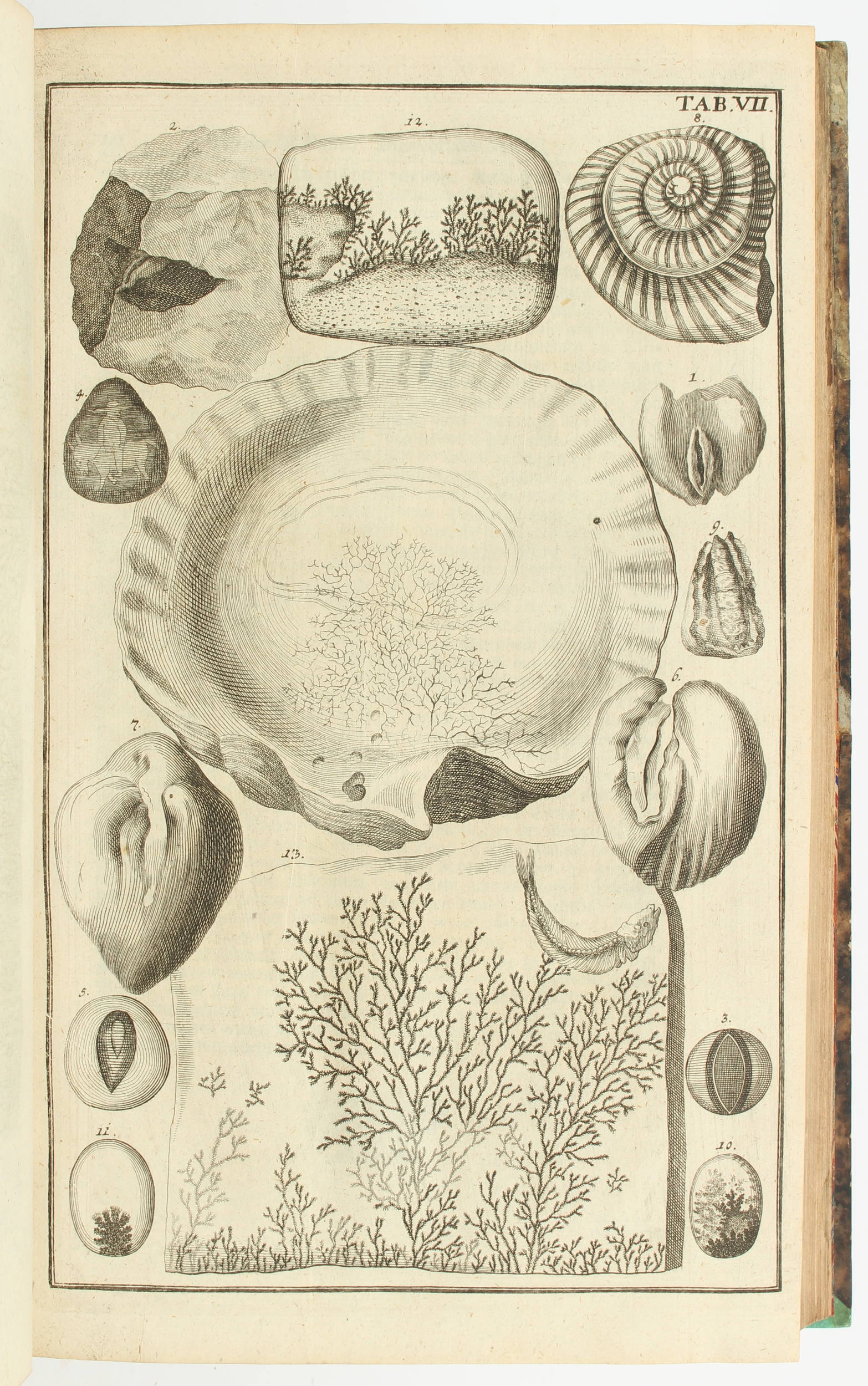 Kundmann, Rariora naturae oder Seltenheiten