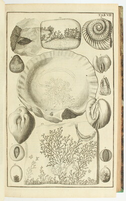 Kundmann, Rariora naturae oder Seltenheiten