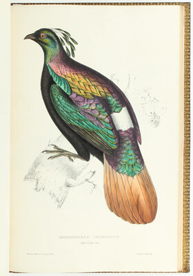 Gould, Birds from the Himalaya