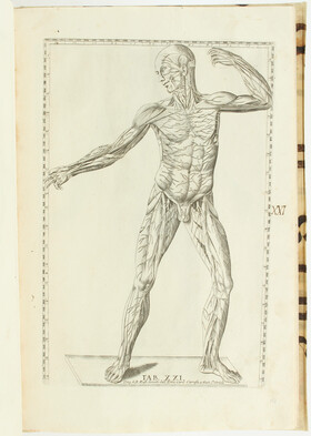Eustachius/Petrioli, Anatomicae Tabulae. 1741