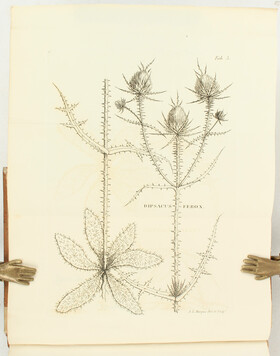 Loiseleur-Deslongchamps, Flora Gallica. 2 Bde.