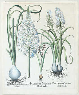 Besler, Hyacinthus Serotinus obsoleto / 2 Bll.