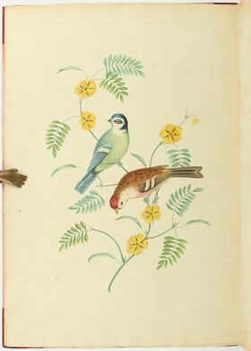 Brookshaw, Groups Flowers + Six Birds. 2 Bde.