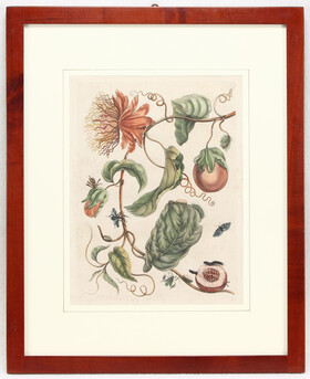 M. S. Merian, Taf. 21 (Marquiaas) + 42 / 2 Bll. Ger.