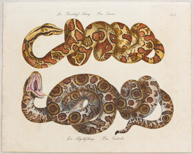 Tiere. 20 Bll. (Brodtmann) / 21 Bll.