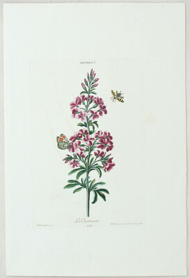 Blumen. 4 Bll. (Trew) / 10 Bll.