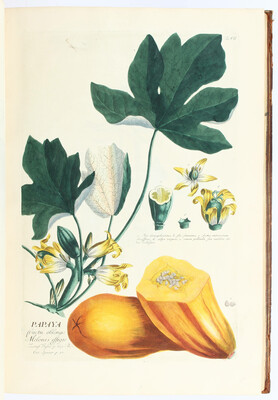 Trew, Plantae selectae