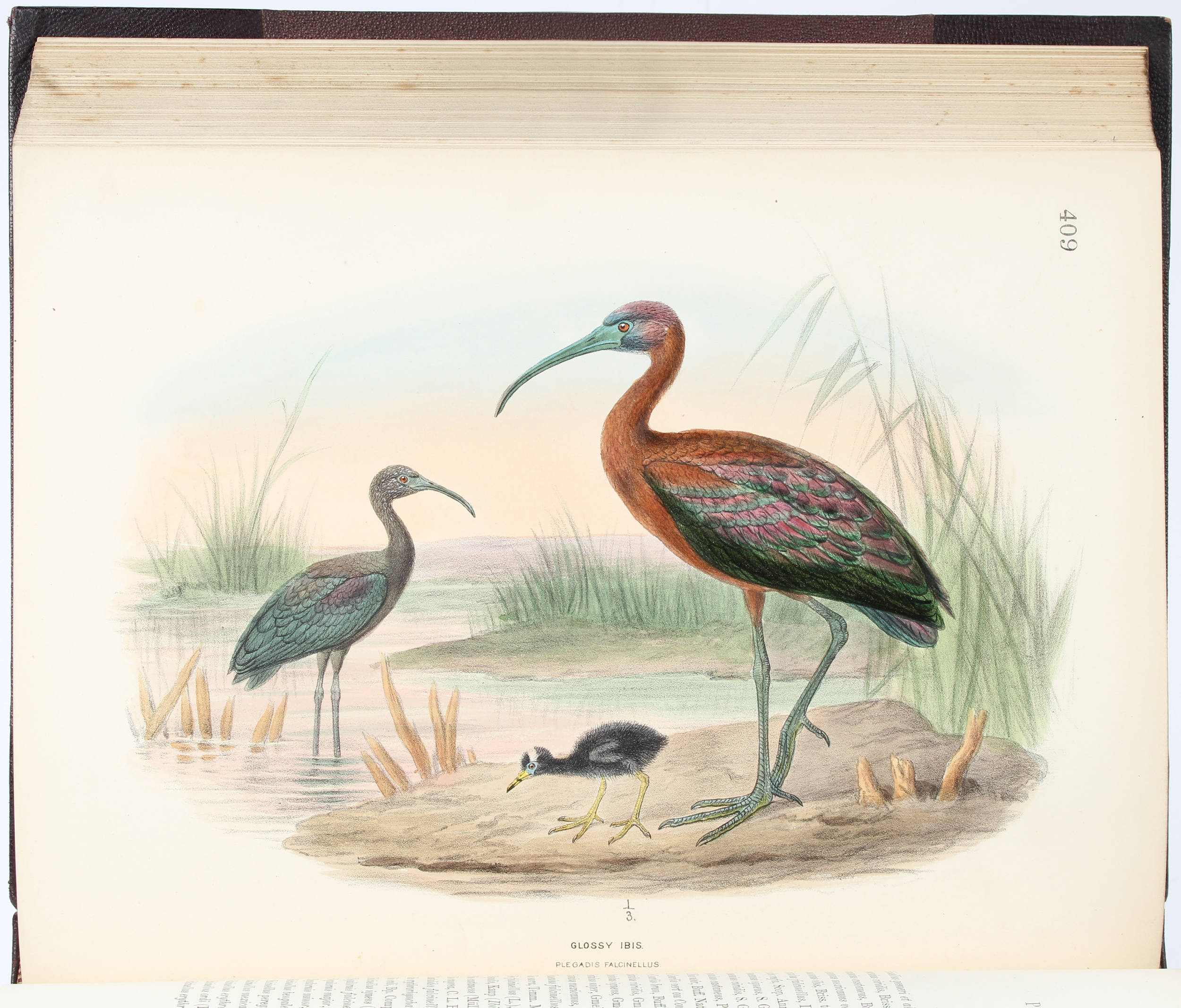 Dresser, The Birds of Europe. 9 Bde.