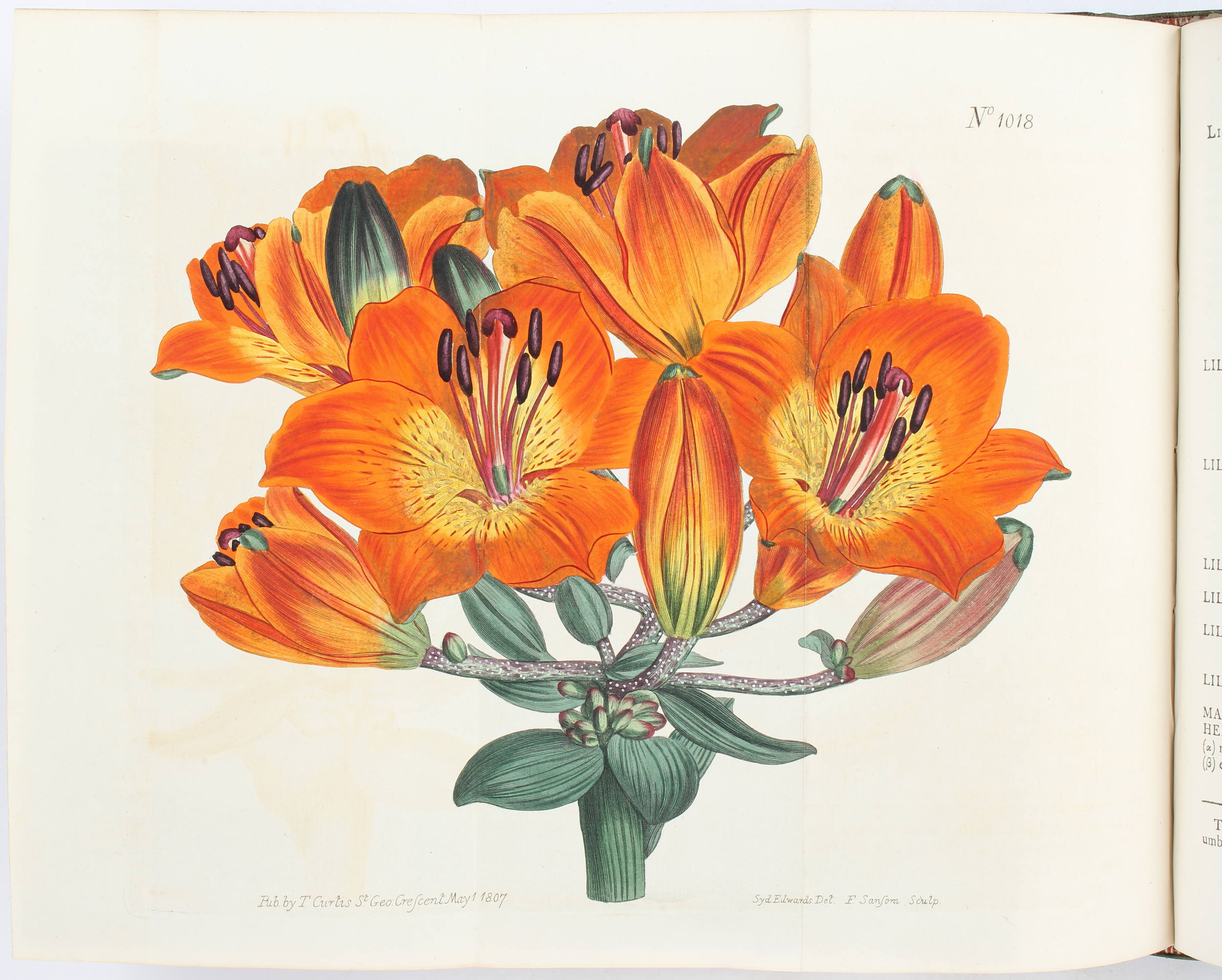 Curtis, Botanical Magazine. 32 Bde.