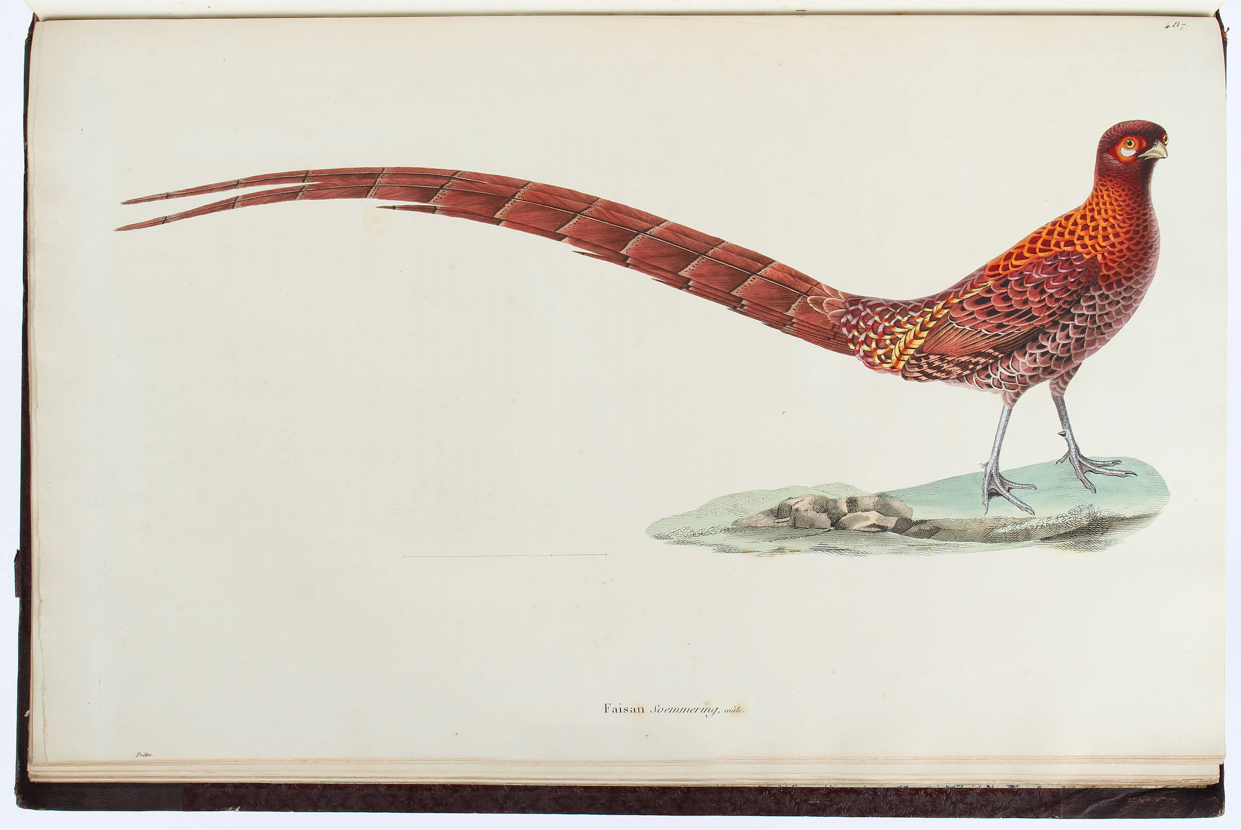 Temminck, Nouveau recueil d'oiseaux. 5 Gr.-folio Bde.