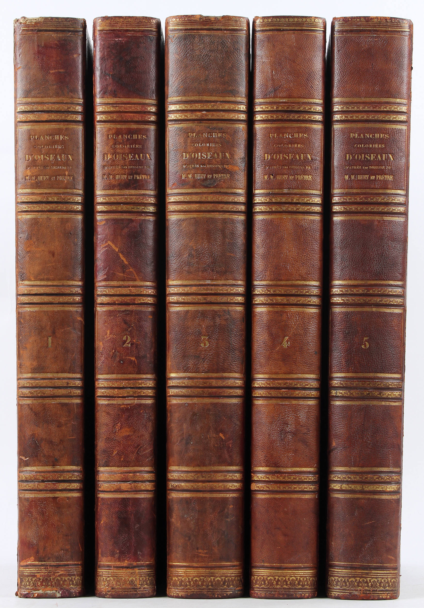 Temminck, Nouveau recueil d'oiseaux. 5 Gr.-folio Bde.