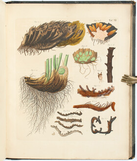 Goebel/Kunze, Phamaceutische Waarenkunde. 2 Bde.