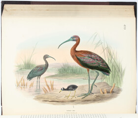 Dresser, The Birds of Europe. 9 Bde.