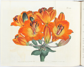 Curtis, Botanical Magazine. 32 Bde.