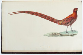 Temminck, Nouveau recueil d'oiseaux. 5 Gr.-folio Bde.