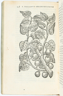 Belon, Plurimarum singularium + Beibd.