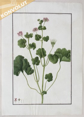 Blumen. 5 Bll. Aquarelle auf Prgt.