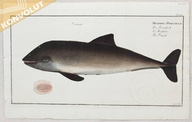 Fische. 2 Bll. (Bloch) / Ca. 45 Bll.