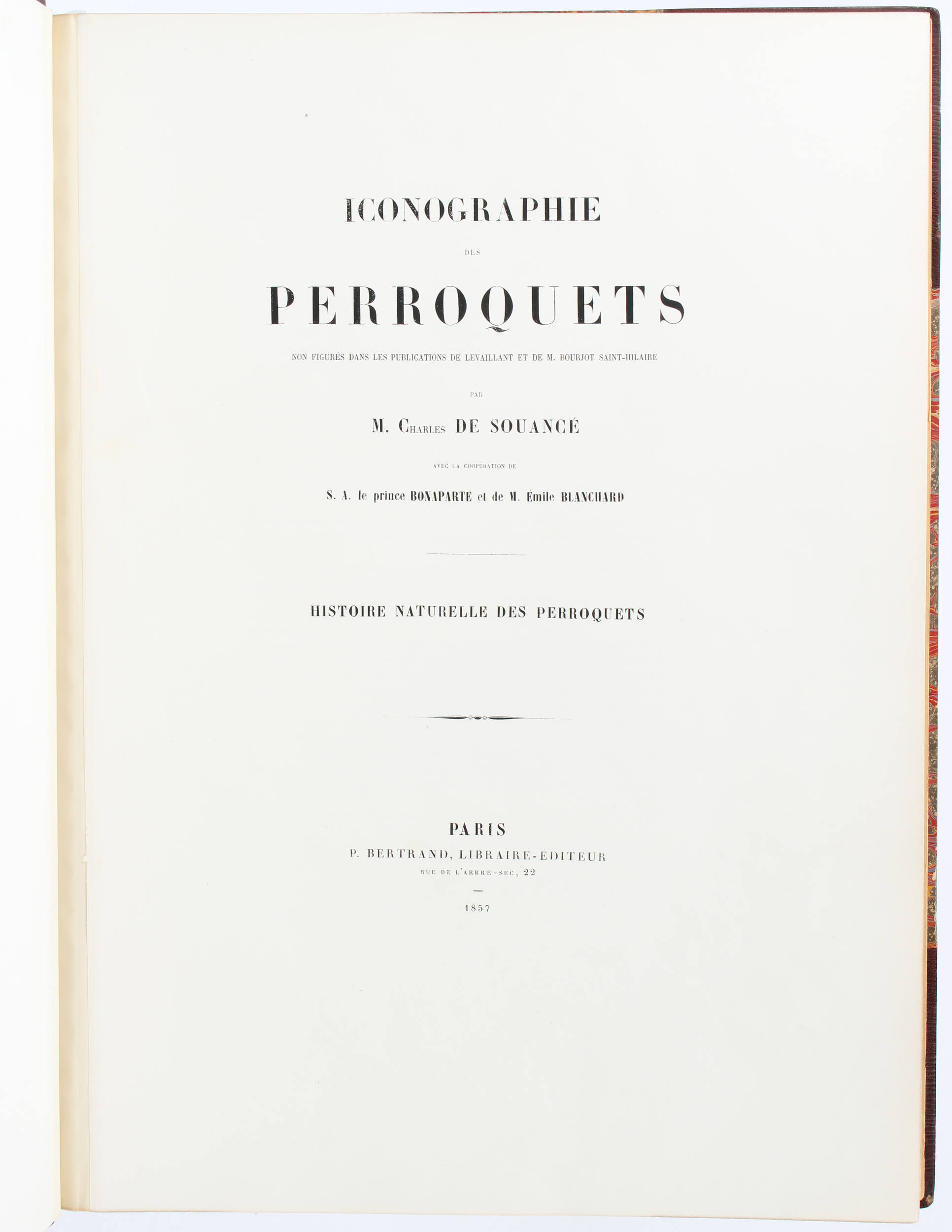 Souancé, Iconographie des perroquets