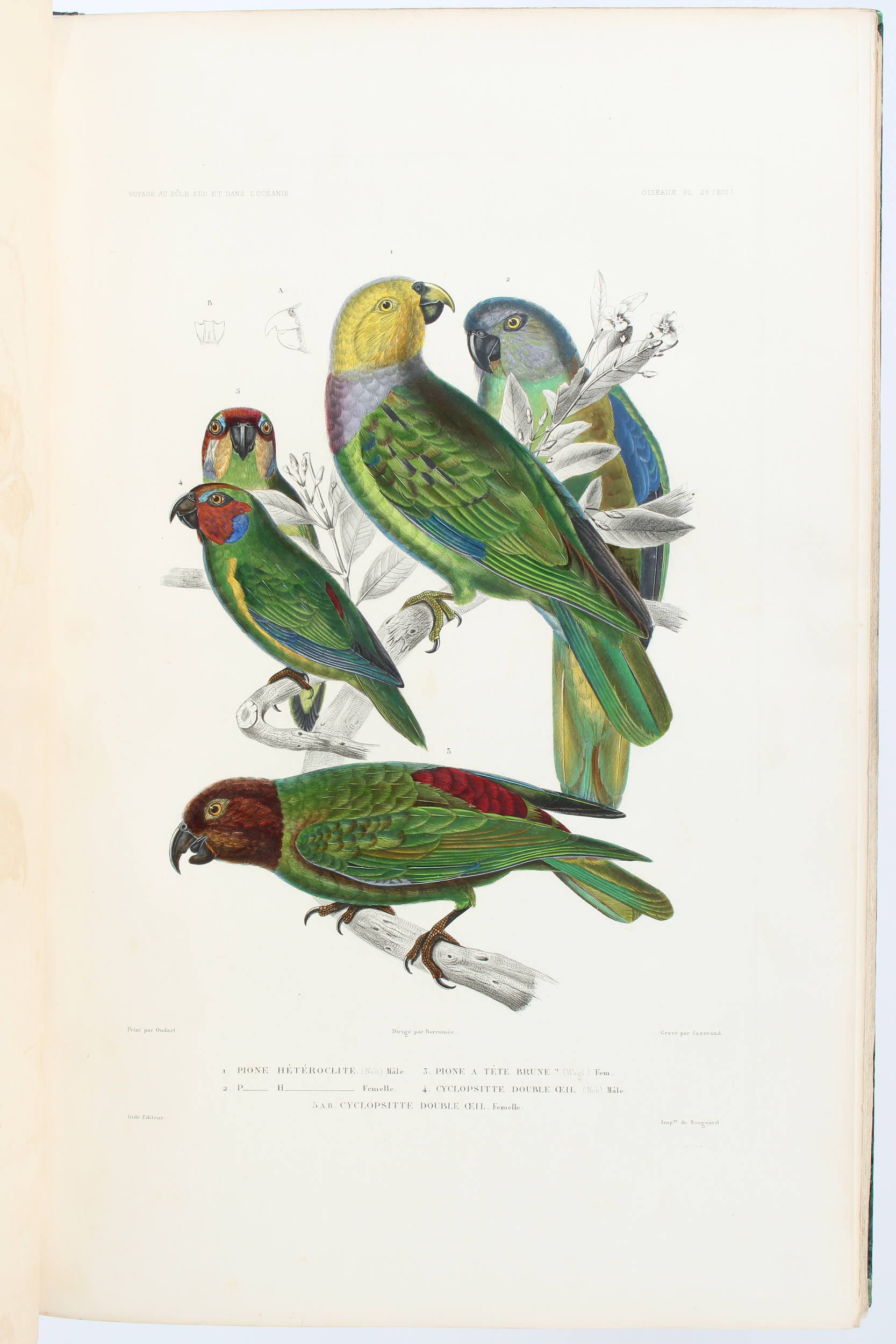 (Hombron), Voyage au pole du sud. Zoologie. Atlas