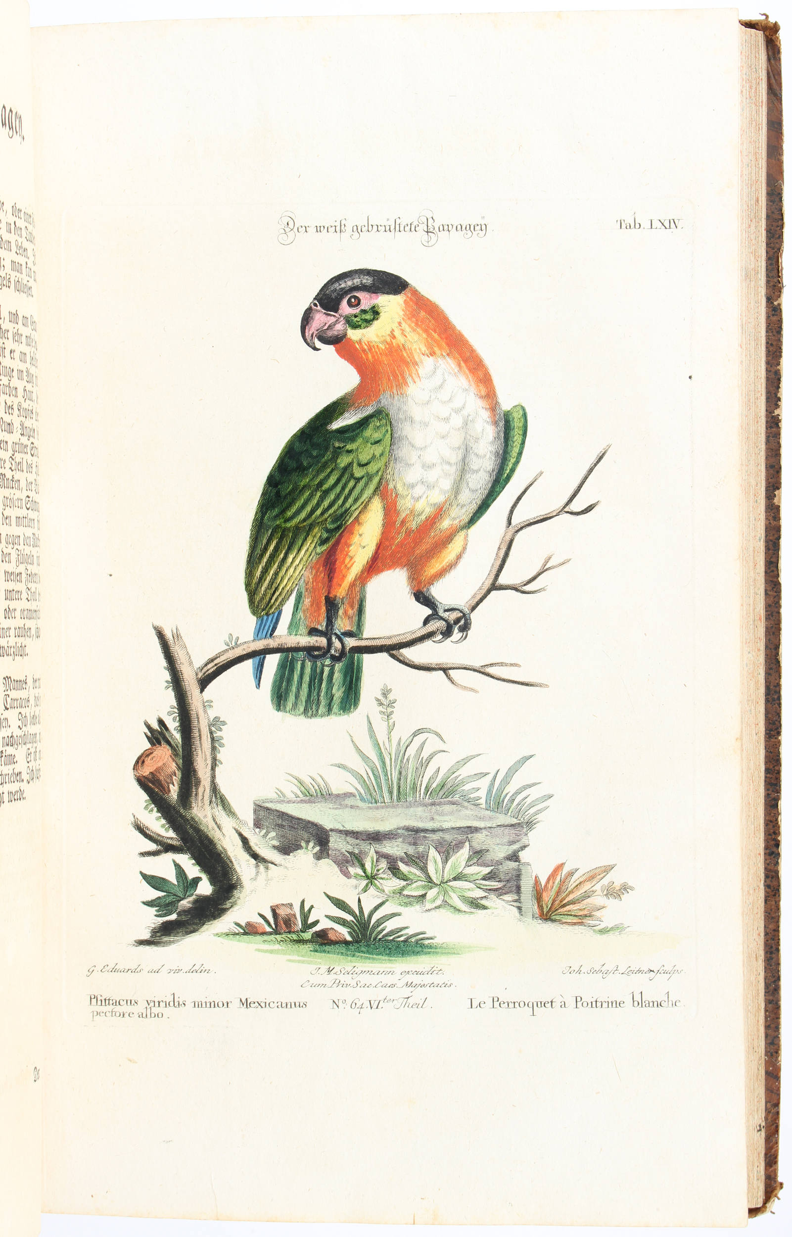 Seligmann. Sammlung seltener Vögel. Teil 5+6 in 1 Bd.