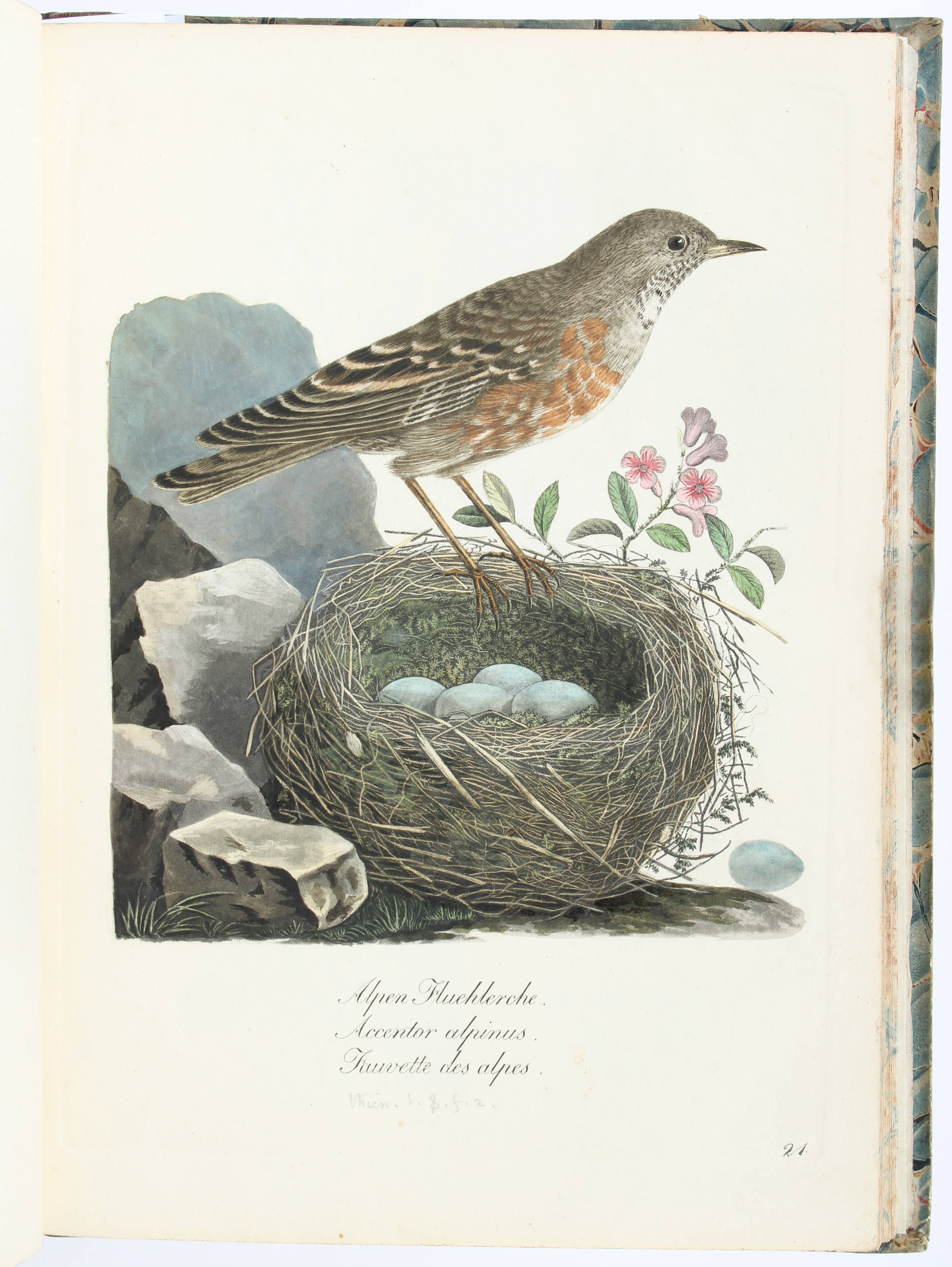 Schinz, Des nids ouvragés et des oeufs des oiseaux