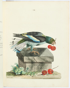 Brown, Illustrations de zoologie