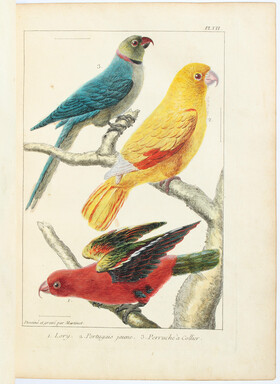 Ray, Histoire naturelle des oiseaux