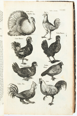 Jonston, Theatrum de avibus