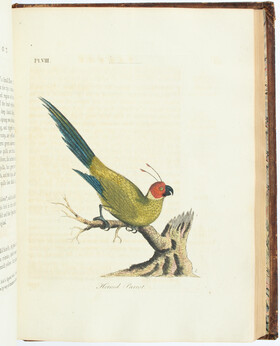 Latham, Synopsis of birds / 9 Bde.