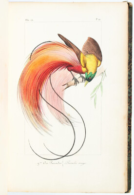 Lemaire, Oiseaux exotiques