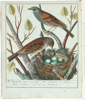 Müller, Sing-Vögel Teutschlands