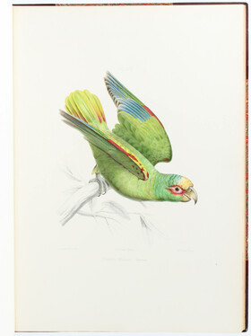 Souancé, Iconographie des perroquets